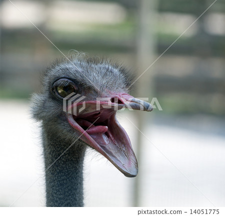 ostrich 14051775