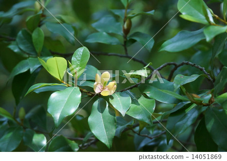 Tang species invitation spicy colorful ogatama It is a sweet scent. 14051869