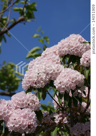 它也被稱為Karmire America Kisakusa。 14051909