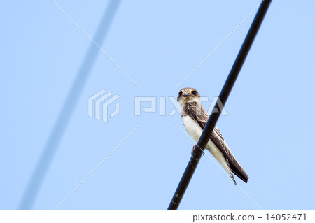 Shooped Swallow 1 Shooped Swallow 1 14052471