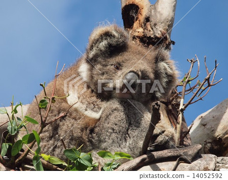 Australian wild koala @ daytime 14052592