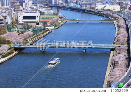 Sakura Sumidagawa 14052969
