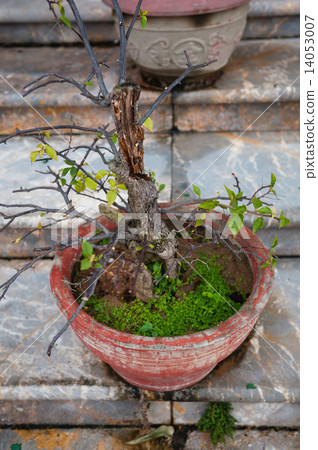 Bonsai tree in Temple Linh Ung Pagoda Vietnam Danang 14053007