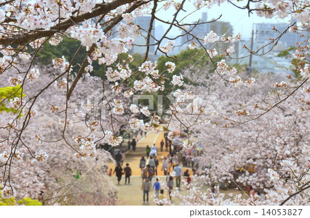 福岡Nishikoen Sakura 14053827