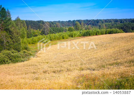 Summer landscape with field of rye, forest and sky Summer landscape with field of rye, forest and sky 14053887