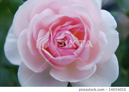 Roses (pink) Roses (pink) 14054058