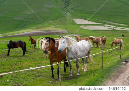 Herd of horses of various colors 14054432