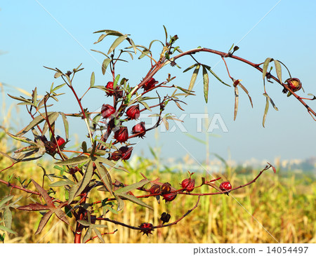 Hibiscus sabdariffa, used to make Hibiscus tea Hibiscus sabdariffa, used to make Hibiscus tea 14054497