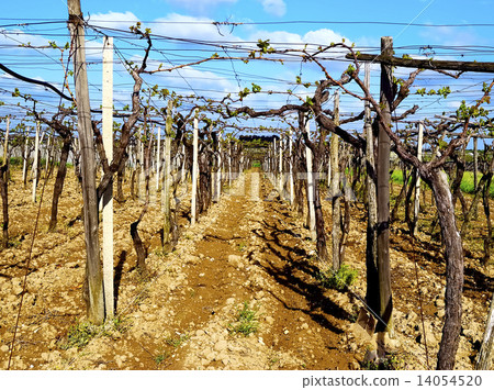 In April, the vineyards of the south-east of Bari are starting to wake up to prepare rich harvests o 14054520