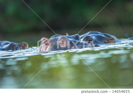 Hippo Waterhole 14054655