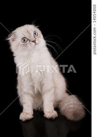 Lop-eared kitten on a magnificent black background. 14054808