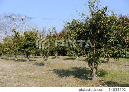柚子樹田 柚子樹田 14055202