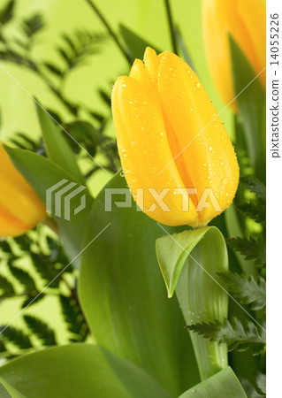 yellow tulips on green background yellow tulips on green background 14055226