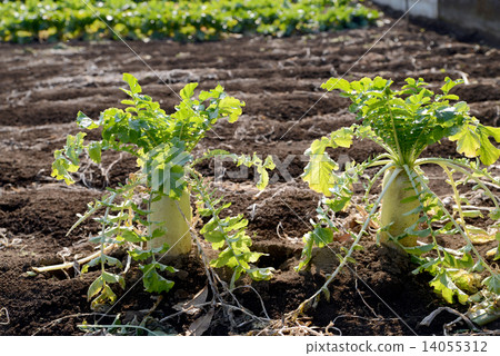 日本蘿蔔田 14055312