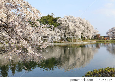 櫻花光大公園 14055446