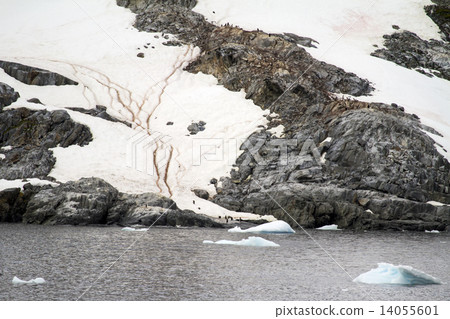 Antarctica - Penguins In The Wild Antarctica - Penguins In The Wild 14055601