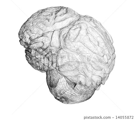 human brain human brain 14055872