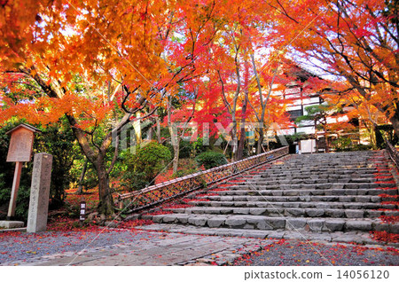 Ryoan寺廟在秋天 14056120