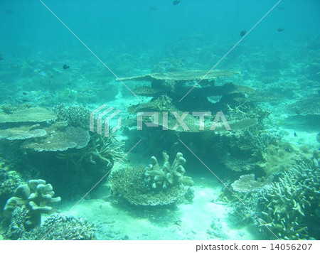 Coral reef in Kapalai Island, Malaysia Coral reef in Kapalai Island, Malaysia 14056207