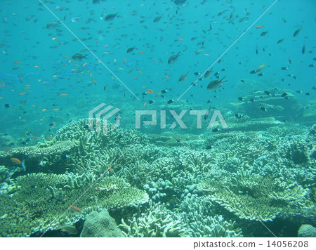 珊瑚礁和Kapalai海島,馬來西亞熱帶魚 珊瑚礁和Kapalai海島,馬來西亞熱帶魚 14056208