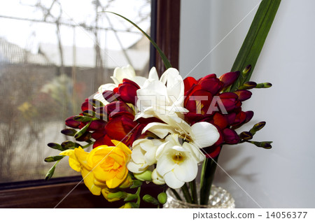 Bright bouquet of odorous freesia on a windowsill Bright bouquet of odorous freesia on a windowsill 14056377
