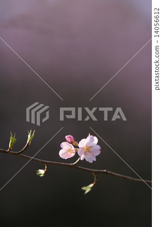 櫻花 櫻花 14056612
