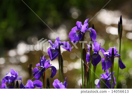 Iris Iris 14056613