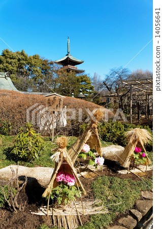 Ueno Toshogu Shibaen winter peony blossoms and five-storied pagoda 14056641