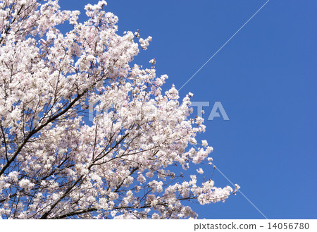 簡單的背景的佐倉Yoshiharu藍天 14056780