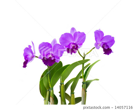 Cattleya Cattleya 14057116