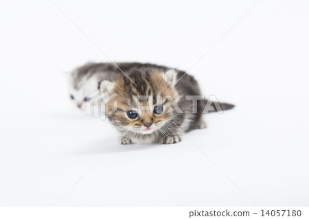 顯示照相機興趣的小貓 14057180