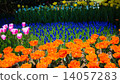 Tulip garden 14057283
