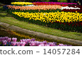 Tulip 14057284
