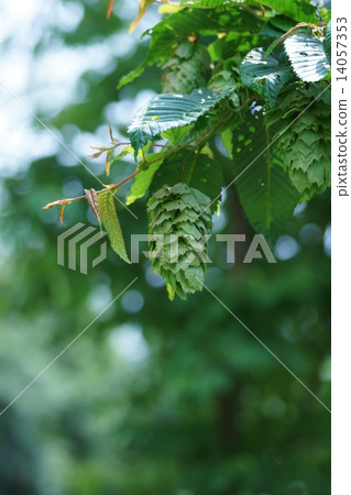 Bear four hands bear sea big big spider 14057353