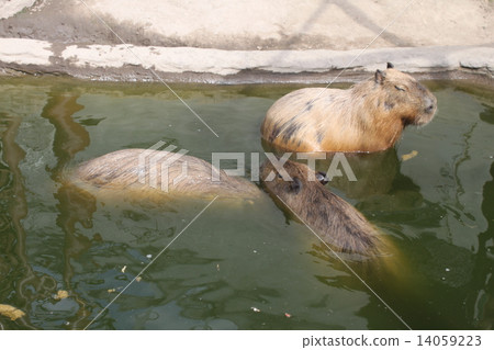 日本最北端的動物園北海道旭山動物園16 14059223