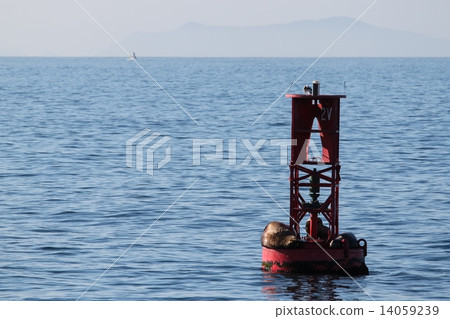 Buoy Sea Lions 14059239