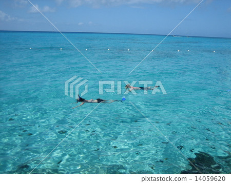 浮潛在加勒比海 14059620