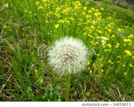  Dandelion 14059813