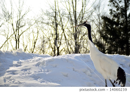 Cranes of the snowy field 14060239