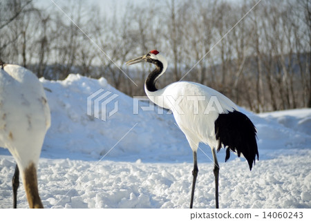 Cranes of the snowy field Cranes of the snowy field 14060243