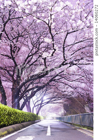 Tunnel at night cherry blossoms 14060272