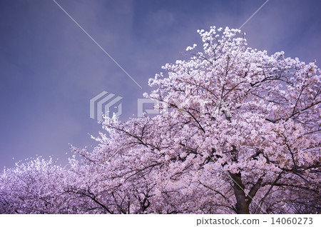 Cherry blossoms at night 14060273