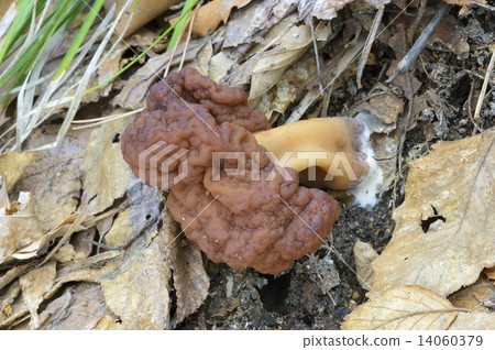 Shagima Amigasatake 14060379