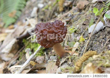 Shagima Amigasatake 14060380