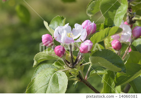 Apple flowers 14060381