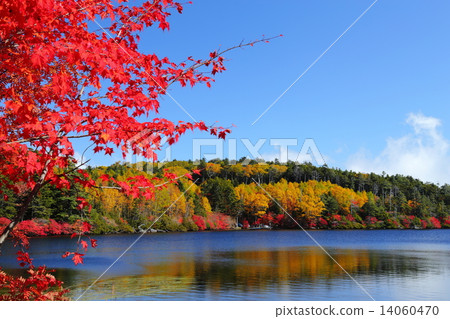 Autumn leaves of Shirakomakike 14060470