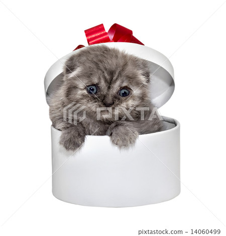 Scottish Fold kitten breed and white gift box 14060499