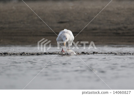 Seguro鷗 Seguro鷗 14060827