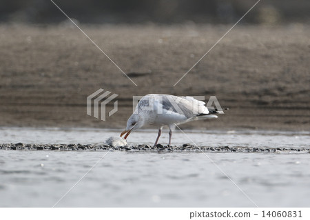 Seguro鷗 Seguro鷗 14060831