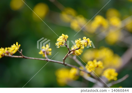 山茱萸 山茱萸 14060844